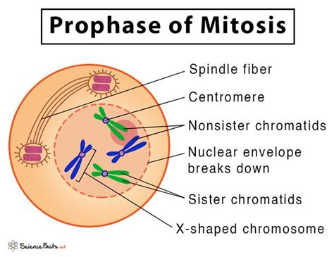 Mitosis Definition Stages Purpose With Diagram Mitosis Biology
