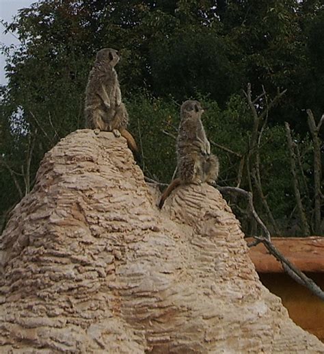 Meerkats At Whipsnade Zoo Smabs Sputzer 1956 2017 Flickr