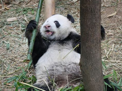 Giant Panda Eating Bamboo Shoots And Leaves The Giant Panda