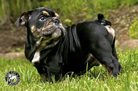 Black And Tan English Bulldog Puppy Yelp