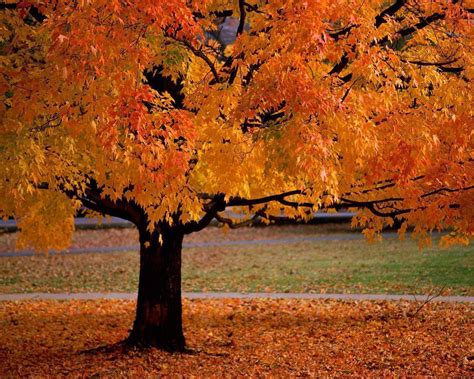 If you're in search of the best harvest moon wallpaper, you've come to the right place. Fall Harvest Wallpapers - Wallpaper Cave