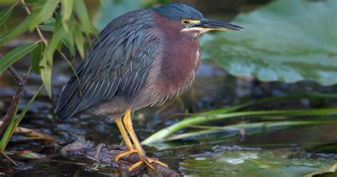 Green Heron Identification All About Birds Cornell Lab Of Ornithology