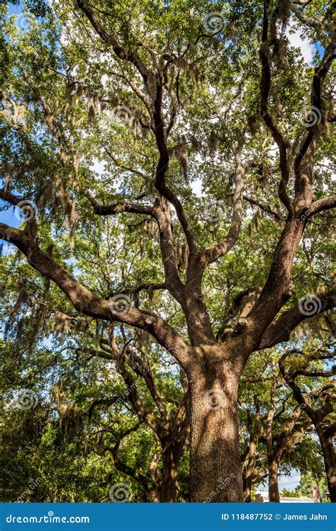 A Massive Live Oak Towers In A Park Stock Photo Image Of Vaction