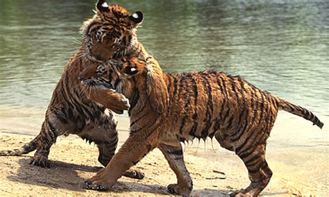 Bengal Tigers Key Facts Information And Pictures