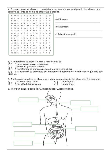 Atividade Sobre Sistema Digestivo 5 Ano