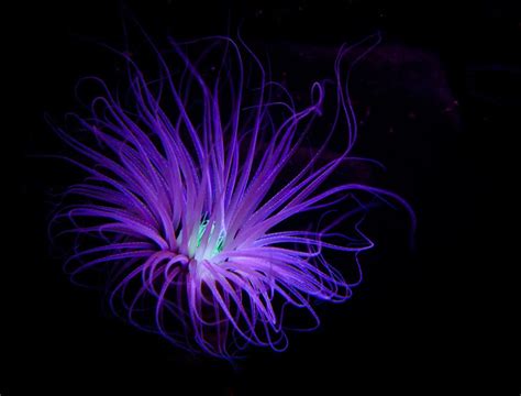 Underwater Flower By Dmitry Samsonov On 500px Underwater Flowers