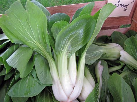 Asian Greens Bok Choi Shanghai Green Urban Seedling