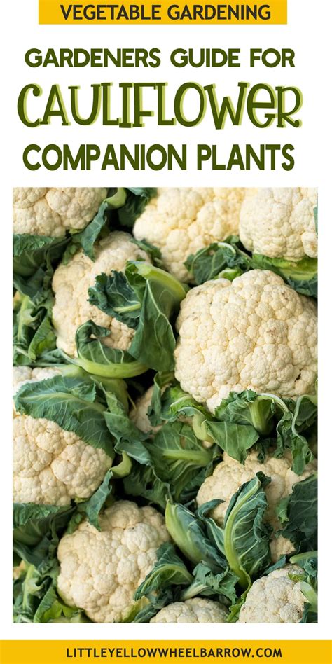 The Best Cauliflower Companion Plants A Complete Gardeners Guide