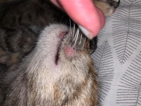 Please Help My Cat Is Scratching Biting And Pulling Whiskers Out Of