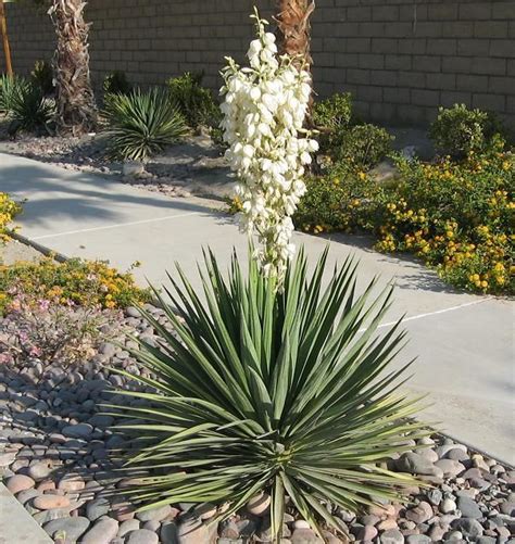 In some parts of the world, they are also symbolic of good fortune and youth. Image result for large spiky plant with tall white blooms ...