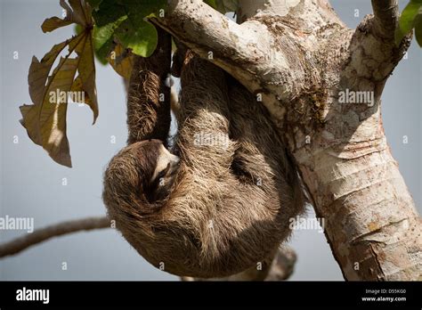 Cecropia tree sloth hi-res stock photography and images - Alamy