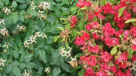 Dread Garden Disease Knocking Out Knock Out Roses Garden Diseases Rosette Disease Garden