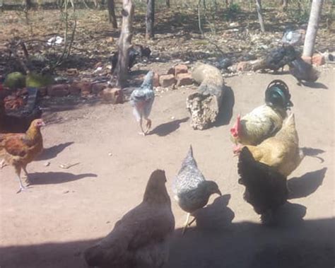 Local Chicken Farming In Uganda Rearing Tips