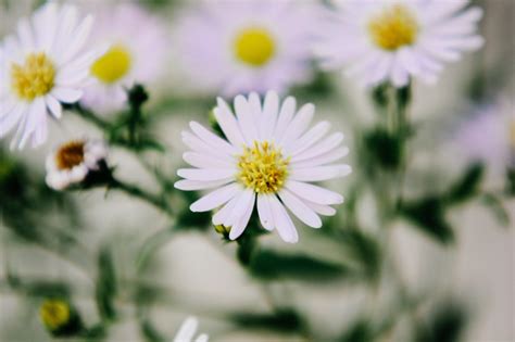 Free Images Flower Flowering Plant Petal White Chamomile Yellow