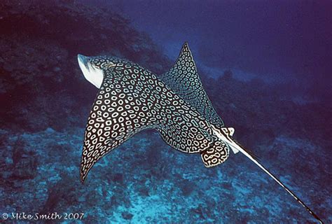 Since much of tattoo tradition comes from their popularity among sailors it's no surprise that there are a plethora of tattoos celebrating the sea. Spotted Eagle Ray | Nikonos V, 28mm lens, SB-105 ...