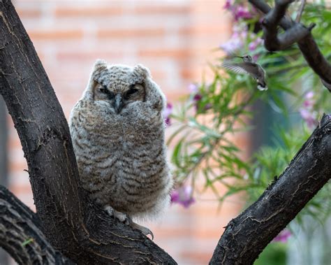 Owl Portraits Foothills Clusters Wildlife