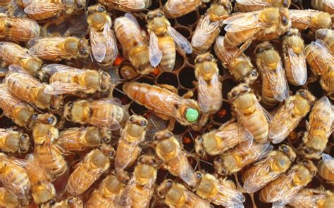 Italian Ligustica Queen Bees Naturally Mated Or Artificially
