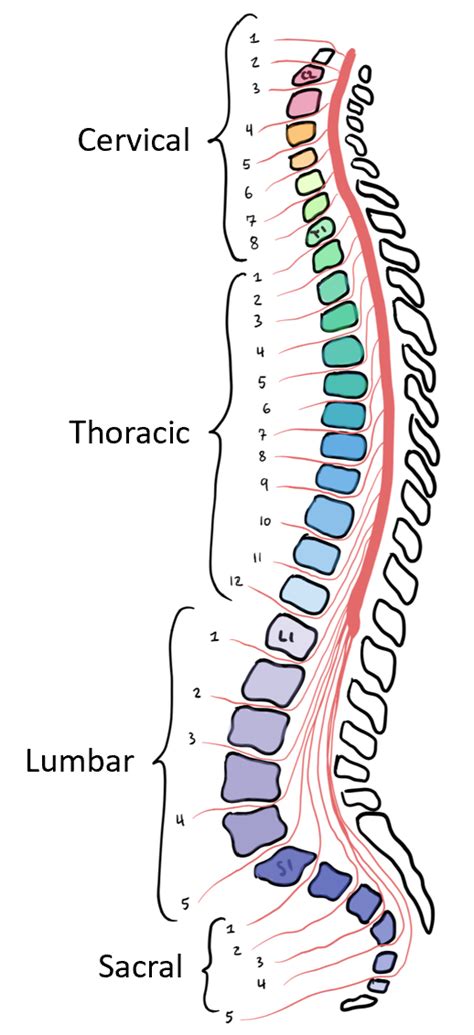 Module 3 Spinal Cord And Reflexes Anatomy 337 Ereader