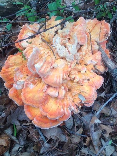 Mid Missouri Morels And Mushrooms April 2014