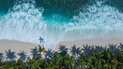 Download 1920x1080 Wallpaper Beautiful Beach Aerial View Palm Trees Sea Full Hd Hdtv Fhd