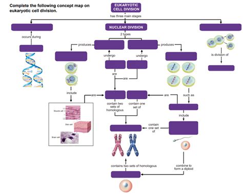 Biology Topic F Meiosis Mitosis Diagram Quizlet