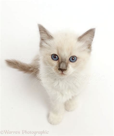 Ragdoll X Siamese Kitten Sitting And Looking Up Photo Wp46025