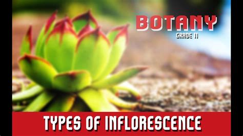 Botany Grade 11 Morphology Of Angiosperms Inflorescence Floral