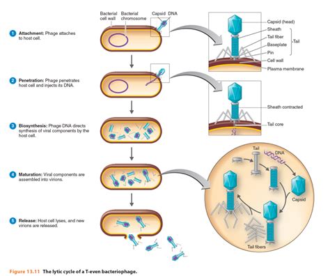 Lytic Cycle Diagram 5 Steps