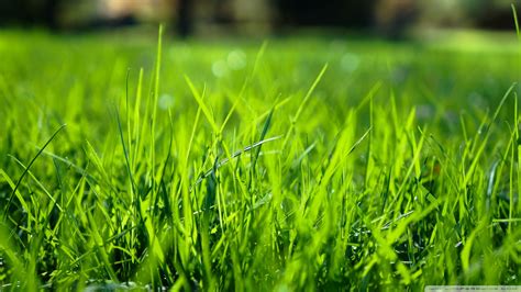 Morninggrass5 Wallpaper 1920x1080 Greener Than Ever Lawn Care