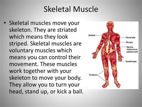 Ppt The Muscular System Powerpoint Presentation Free Download Id