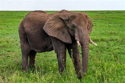 Foto De Elefantes Africanos Foto De