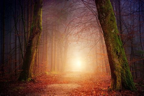 Mystical Forest Path Bestel Je Canvasprint Online Photowall