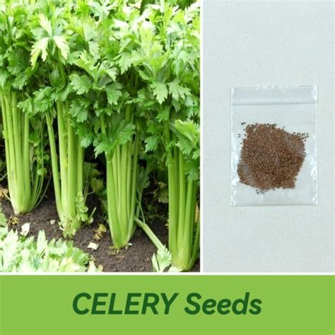 Celery Seeds Tall Utah Shopee Philippines