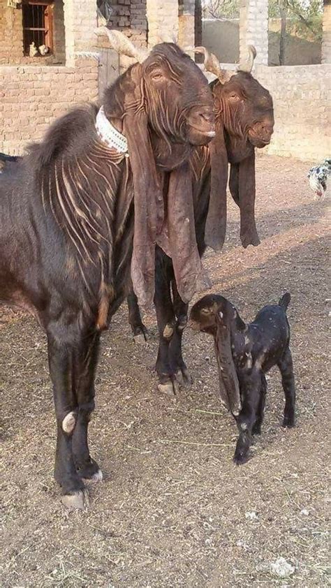 Giant Goats Of Pakistan Unusual Animals Rare Animals Animals Beautiful