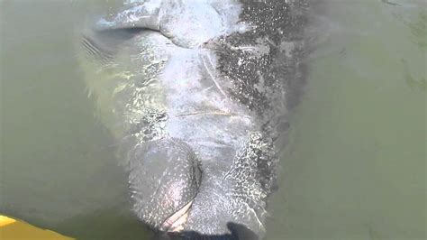 Find out about camps fish camps are a popular leisure destination at riverfronts and lake resorts and many camps help kids. Manatee visit in kayak from JB's Fish Camp - YouTube
