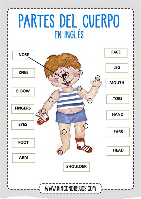 Unir Con Flechas Partes Del Cuerpo Ingles Rincon Dibujos English