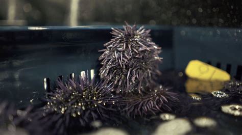 Eat Sea Urchins To Save The Oceans