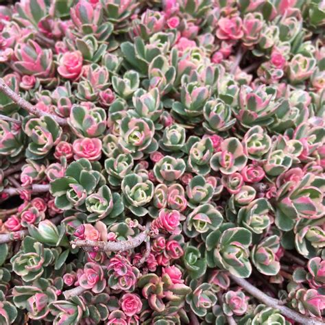 Ground Cover Succulents With Pink Flowers