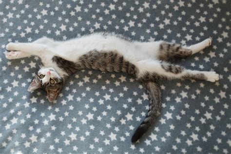 39 Best Pictures Hot Spots On Cats Belly Hot Spots Thrifty Pet