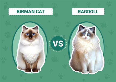 Birman Cat Vs Ragdoll Key Differences With Pictures Pet Keen