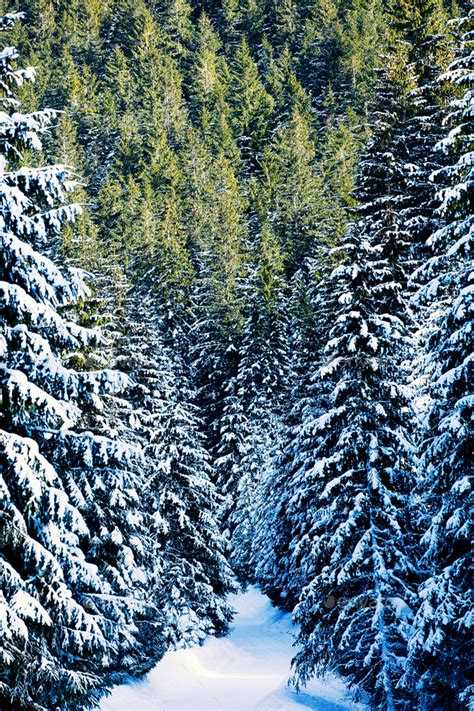 View At Winter Pine Tree Forest In Mountain Stock Photo By Masson Simon
