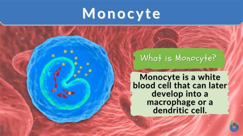 Monocyte Definition And Examples Biology Online Dictionary