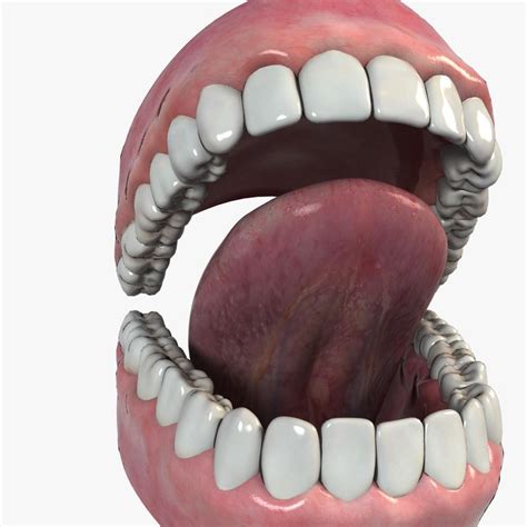 Cartoon Mouth 3d Models