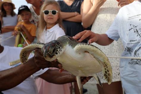 21 Endangered Hawksbills Released In Dubai For World Sea Turtle Day 2022