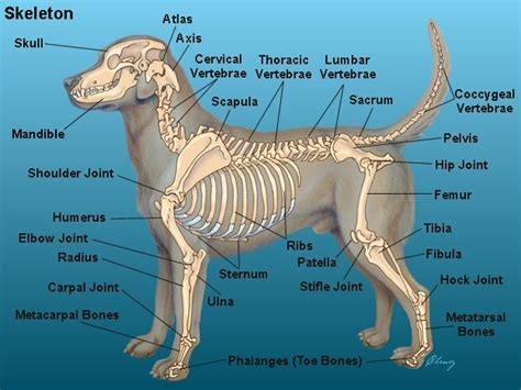 Printable Dog Anatomy Chart