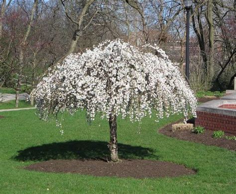 Several varieties of flowering cherry and plum have wonderful purple foliage and other varieties of cherry have fantastic autumn colour. SH Snow Fountains Weeping Cherry | Landscaping trees ...
