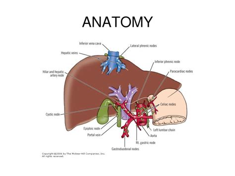 Ppt Liver Transplantation Basics In Surgery Powerpoint Presentation