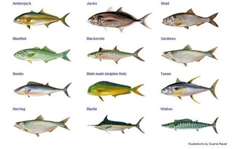 1000 Images About Different Types Of Fish Saltwater And Fresh On