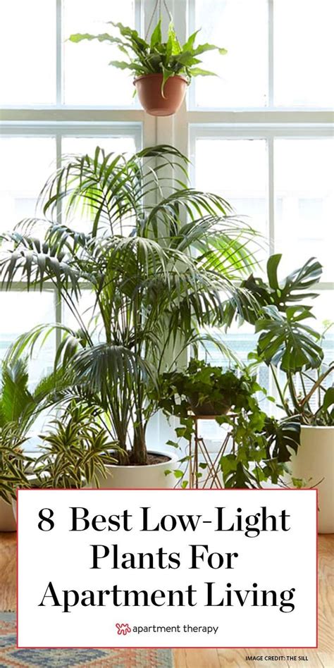 These Are The 8 Best Houseplants That Can Survive In Urban Apartments