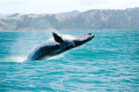 Kaikoura New Zealand Whale Watching Dolphin Swimming